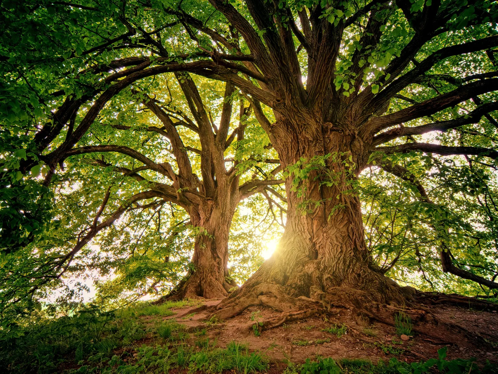 Movable trees project